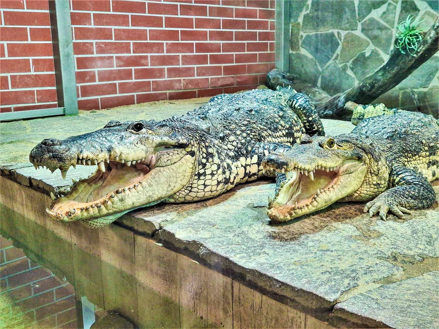 foto: Krokodýlí ZOO